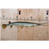 Image 1 : *Real Skin* LONGNOSE GAR Fish Mount