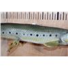 Image 4 : *Real Skin* LONGNOSE GAR Fish Mount