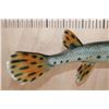 Image 5 : *Real Skin* LONGNOSE GAR Fish Mount
