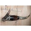 Image 2 : XXL Set of Polished WATUSI and LONGHORN Cross Horns