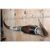 Image 3 : XXL Set of Polished WATUSI and LONGHORN Cross Horns