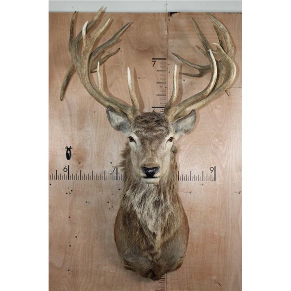 XL 24-Point RED STAG Shoulder Mount