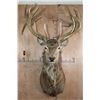 Image 1 : XL 24-Point RED STAG Shoulder Mount