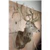 Image 2 : XL 24-Point RED STAG Shoulder Mount