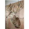 Image 3 : XL 24-Point RED STAG Shoulder Mount