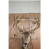 Image 4 : XL 24-Point RED STAG Shoulder Mount