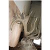 Image 5 : XL 24-Point RED STAG Shoulder Mount