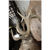 Image 6 : XL 24-Point RED STAG Shoulder Mount
