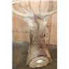 Image 7 : XL 24-Point RED STAG Shoulder Mount
