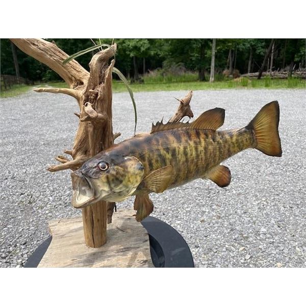 Big *Real Skin* SMALLMOUTH BASS Mounted on a Natural Habitat Base