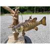 Image 1 : Big *Real Skin* SMALLMOUTH BASS Mounted on a Natural Habitat Base