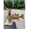 Image 3 : Big *Real Skin* SMALLMOUTH BASS Mounted on a Natural Habitat Base
