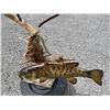 Image 4 : Big *Real Skin* SMALLMOUTH BASS Mounted on a Natural Habitat Base