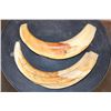 Image 1 : XL Heavy Set of WARTHOG Tusks
