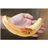 Image 2 : XL Heavy Set of WARTHOG Tusks