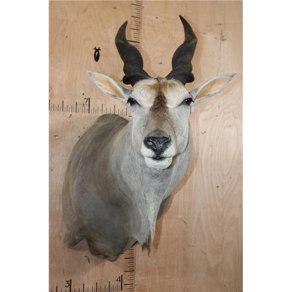 Big ELAND Shoulder Mount