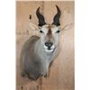 Image 1 : Big ELAND Shoulder Mount