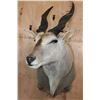 Image 2 : Big ELAND Shoulder Mount