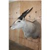 Image 3 : Big ELAND Shoulder Mount