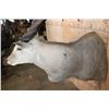 Image 4 : Big ELAND Shoulder Mount