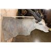Image 5 : Big ELAND Shoulder Mount
