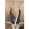 Image 6 : Big ELAND Shoulder Mount
