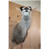 Image 7 : Big ELAND Shoulder Mount