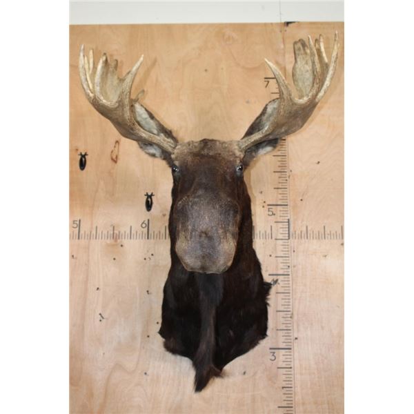 15-Point SHIRAS MOOSE Shoulder Mount