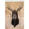 Image 1 : 15-Point SHIRAS MOOSE Shoulder Mount