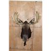 Image 2 : 15-Point SHIRAS MOOSE Shoulder Mount