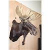 Image 3 : 15-Point SHIRAS MOOSE Shoulder Mount