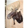 Image 4 : 15-Point SHIRAS MOOSE Shoulder Mount