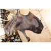 Image 5 : 15-Point SHIRAS MOOSE Shoulder Mount