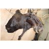 Image 6 : 15-Point SHIRAS MOOSE Shoulder Mount