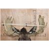 Image 7 : 15-Point SHIRAS MOOSE Shoulder Mount