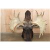 Image 8 : 15-Point SHIRAS MOOSE Shoulder Mount