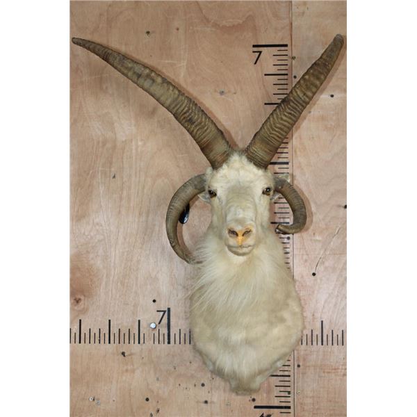 4-Horned JACOB SHEEP Shoulder Mount