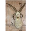 Image 1 : 4-Horned JACOB SHEEP Shoulder Mount