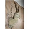 Image 2 : 4-Horned JACOB SHEEP Shoulder Mount