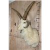 Image 3 : 4-Horned JACOB SHEEP Shoulder Mount