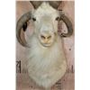 Image 4 : 4-Horned JACOB SHEEP Shoulder Mount