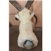 Image 6 : 4-Horned JACOB SHEEP Shoulder Mount