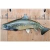 Image 1 : Reproduction BULL TROUT Fish Mount