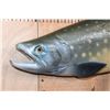 Image 3 : Reproduction BULL TROUT Fish Mount