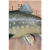 Image 4 : Reproduction BULL TROUT Fish Mount