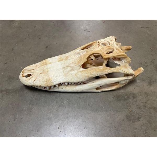 ALLIGATOR Skull with All its Teeth