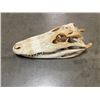 Image 1 : ALLIGATOR Skull with All its Teeth