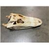 Image 2 : ALLIGATOR Skull with All its Teeth