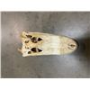 Image 3 : ALLIGATOR Skull with All its Teeth