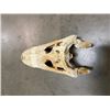 Image 4 : ALLIGATOR Skull with All its Teeth